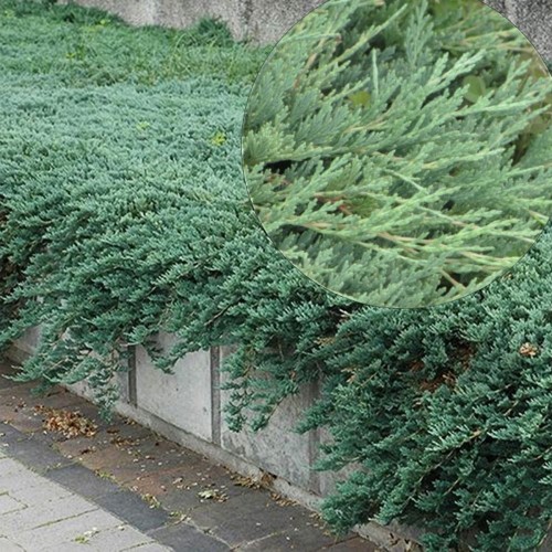 Juniperus horizontalis 'Emerald Spreader' - Roomav kadakas 'Emerald Spreader' C2/2L